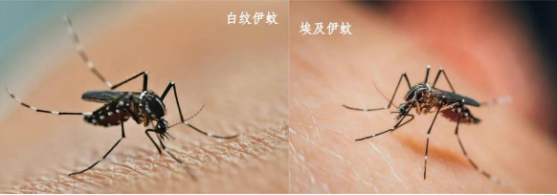 1753684310337197.png 640.png